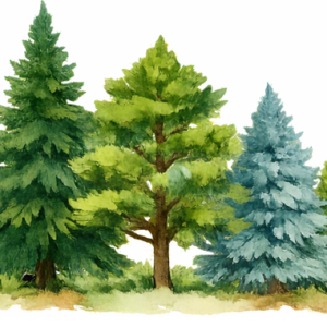 Bracken's Brown Beauty Magnolia