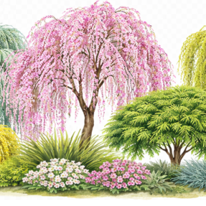 Waterfall Japanese Maple